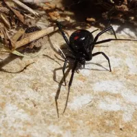 northern black widow