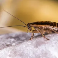 german cockroach
