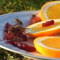 Wasps on a Plate with Orange Slices and Jam