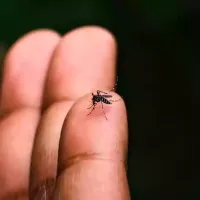 mosquito-on-finger
