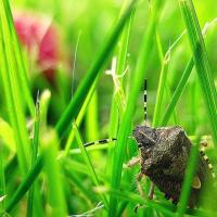 Stink Bug in Grass