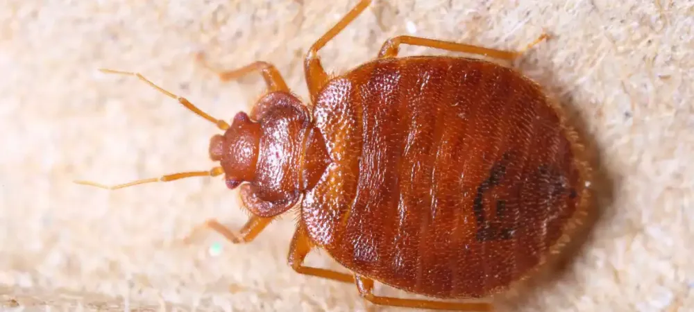 bed-bug-close-up