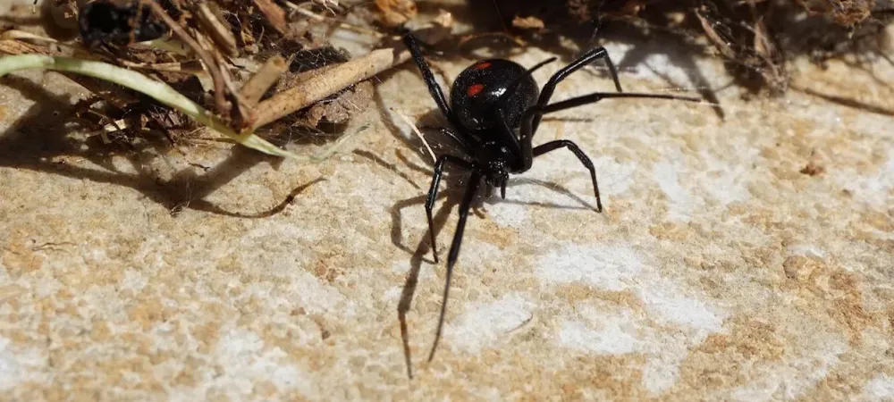 northern black widow