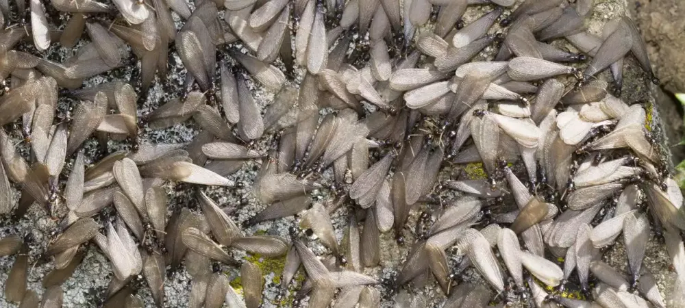 termite-swarm