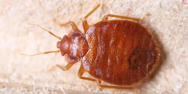 bed-bug-close-up