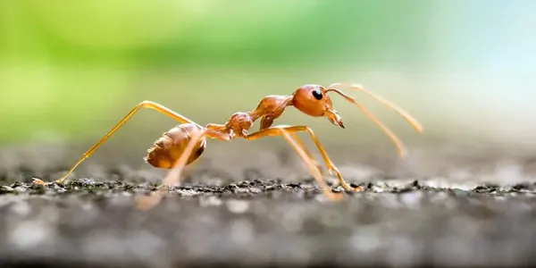 fire ant sitting outside