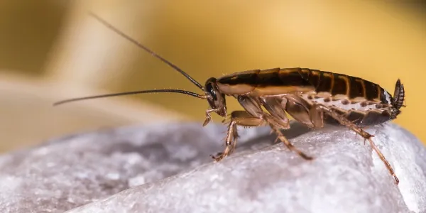 german cockroach