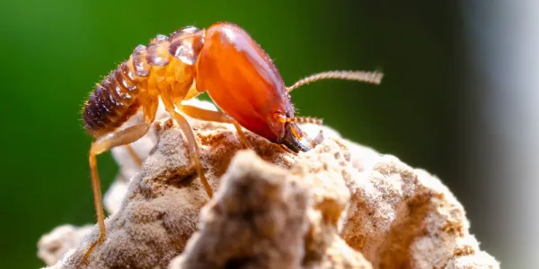 Termite Control