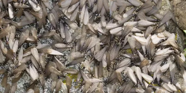 termite-swarm